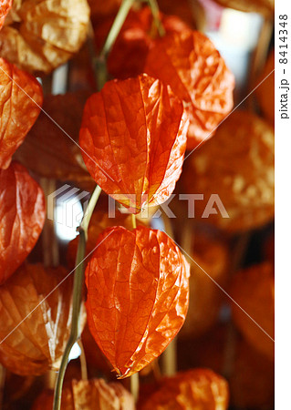 ほおずき ほおずき 8414348