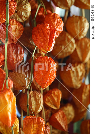 ほおずき ほおずき 8414349