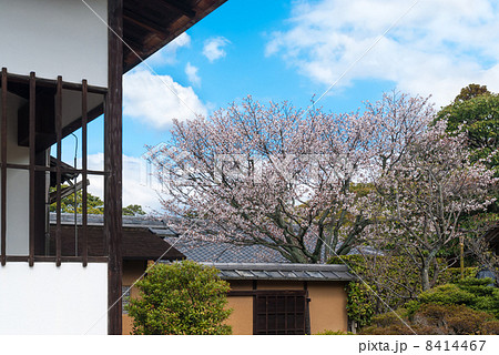 桂離宮　桜 8414467