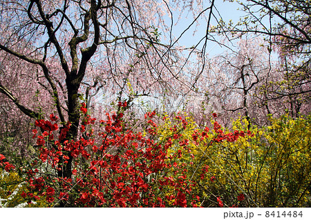 しだれ桜・レンギョウ・木瓜 8414484