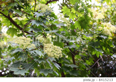 ハリギリの花 8415213