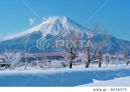 忍野から見た雪の富士山 8416475