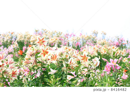 百合の花 8416482