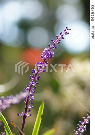 ヤブラン 8416768