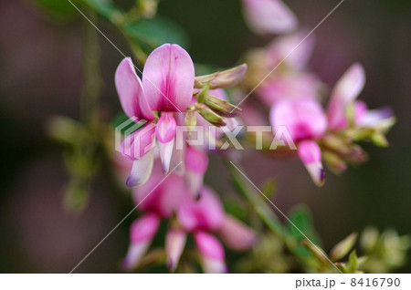 ハギの花 8416790