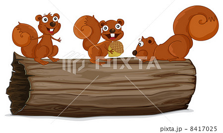 Squirrels on a log Squirrels on a log 8417025