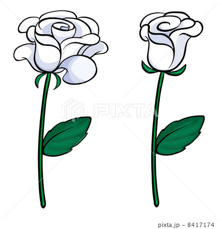 Two White Rosesのイラスト素材
