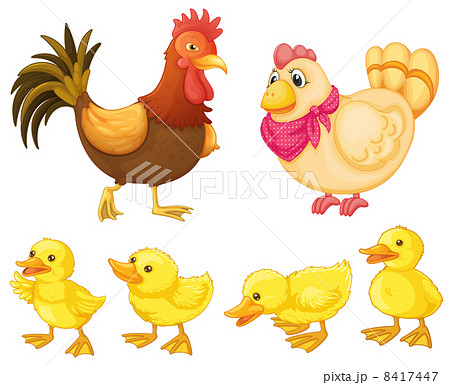 Chicken family 8417447