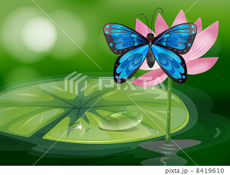A blue butterfly and the pink flower at the pond 8419610