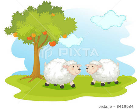 Sheep Sheep 8419634