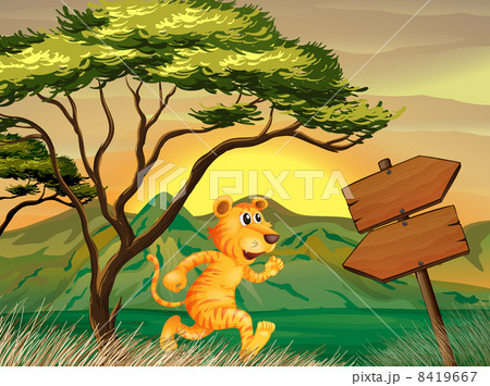 A tiger following the signs 8419667
