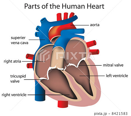 Parts of the heart 8421583