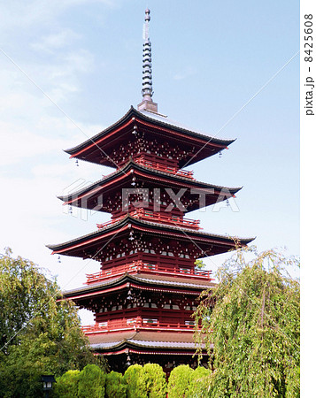 青森県　弘前市　最勝院　五重塔 8425608