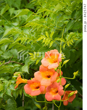 ノウゼンカズラの花 8425747