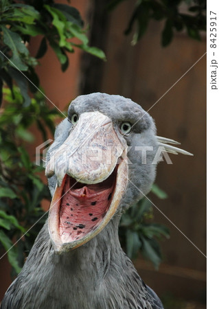 ハシビロコウの笑い 8425917