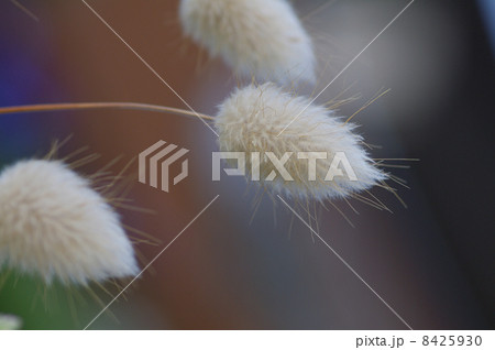 フワフワな植物 フワフワな植物 8425930