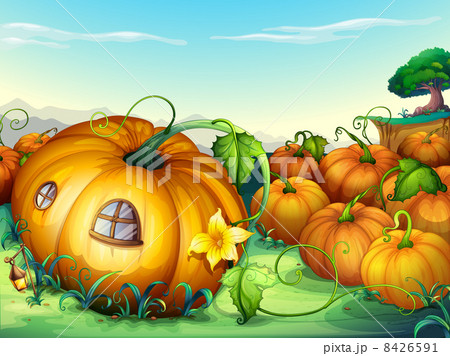 pumpkins pumpkins 8426591