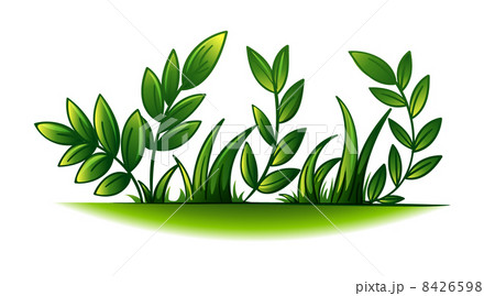 Plant 8426598