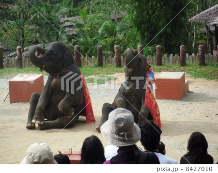 タイ タイ 8427010