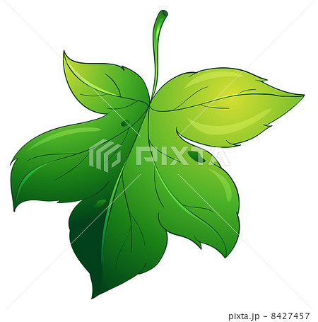 Isolated leaf on white 8427457