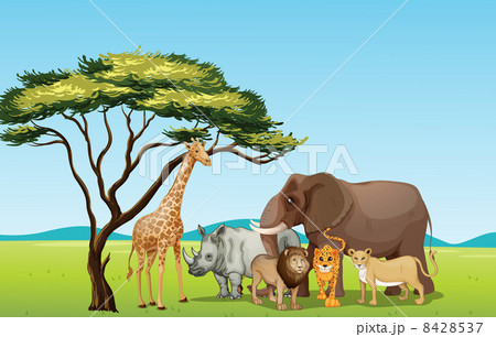 African animals 8428537