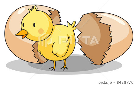 Chick hatching 8428776