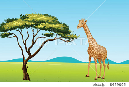 Giraffe by a tree 8429096