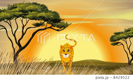 leopard leopard 8429522