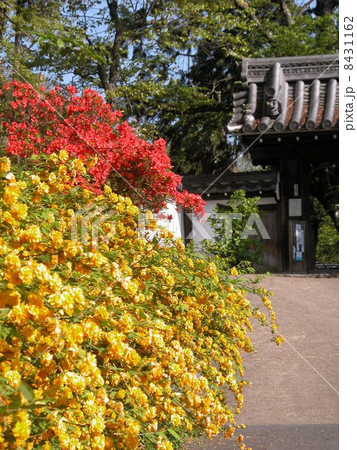 恵心院の山吹とツツジ 8431162