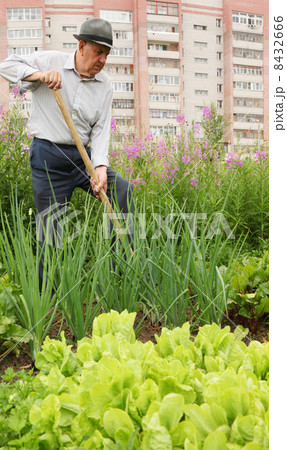 Grandfather dig garden near high building 8432666