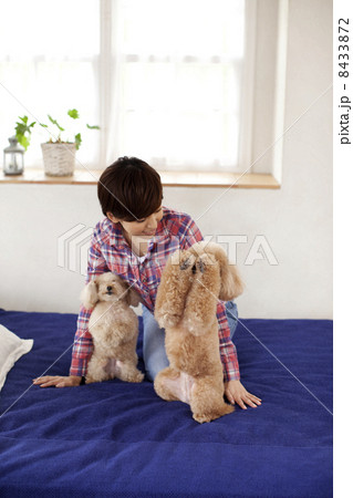 女性とトイプードル 女性とトイプードル 8433872