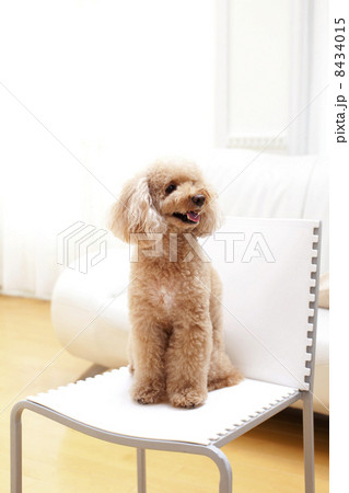 トイプードル 8434015