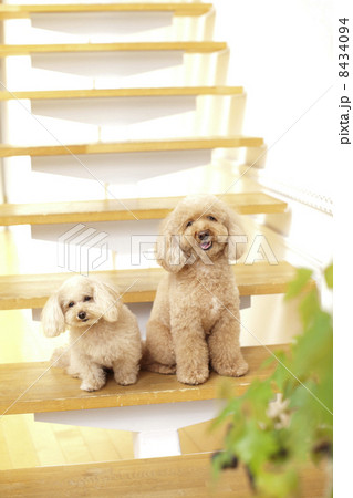 階段のトイプードル親子のイメージ 階段のトイプードル親子のイメージ 8434094