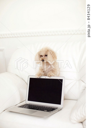 トイプードルとパソコン 8434129