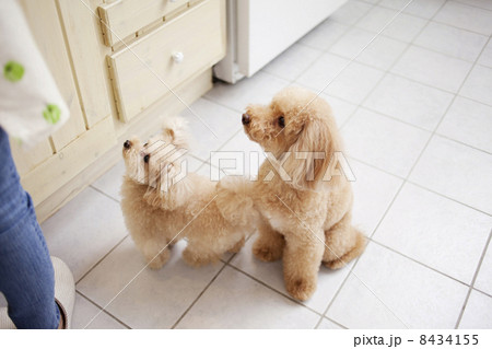 トイプードル親子 トイプードル親子 8434155