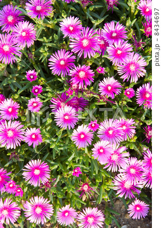 マツバギクの花 8434697