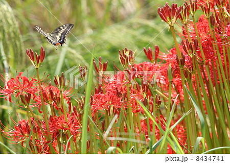 彼岸花とアゲハ 8434741