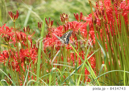 彼岸花とアゲハ 8434743