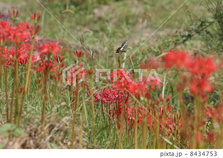 彼岸花とアゲハ 8434753