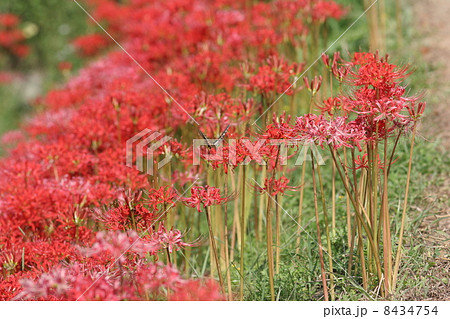 彼岸花とアゲハ 8434754