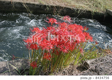 彼岸花 彼岸花 8434756