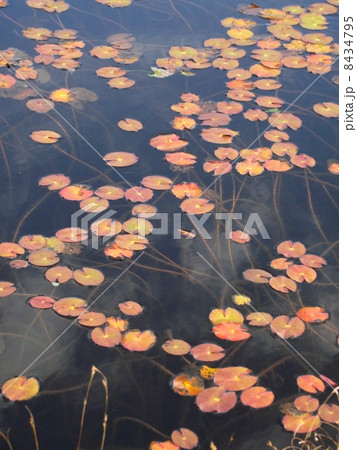 尾瀬ヶ原の池塘にも空きが来ました 8434795