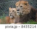 ライオン 8435214
