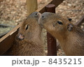 カピバラ 8435215