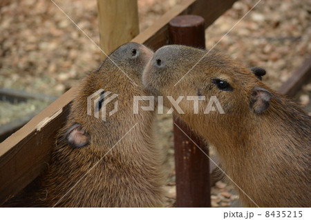 カピバラ 8435215