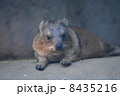 ケープハイラックス 8435216