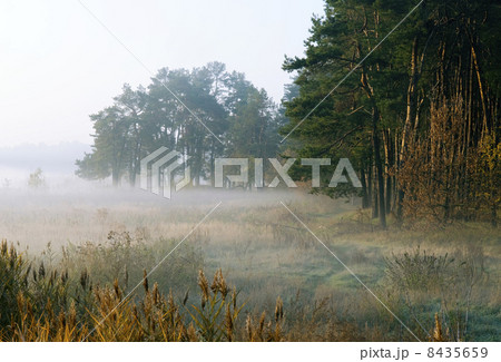 autumn morning by a woodside autumn morning by a woodside 8435659