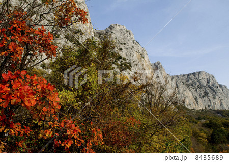 rocks framed in red leaves 8435689