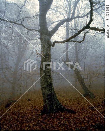 the last gold of autumn 8435691