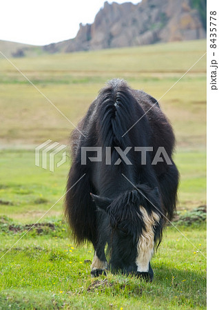 grazing yak 8435778